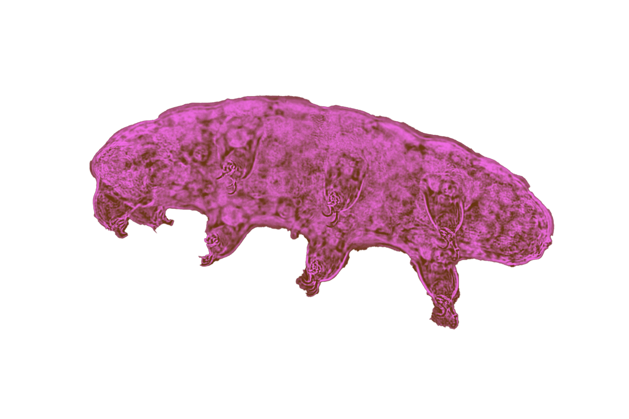 Decoration - Tardigrade