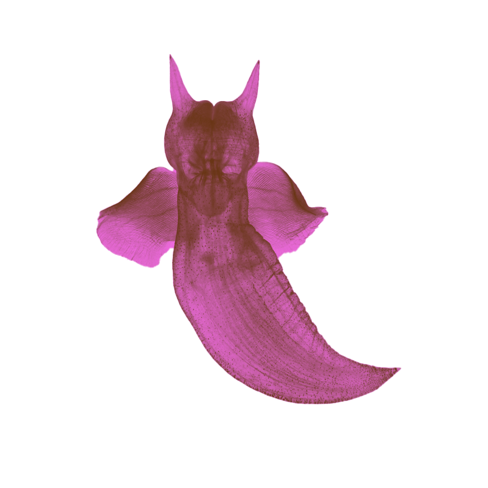 Decoration - Sea Butterfly